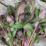 Vita Cypriot Amaranth