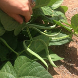 Landreth Stringless Bush Bean