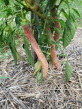 Macedonian Grilling Pepper