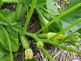 Palestinian Summer Squash Mix