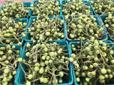 Pea Eggplant (Noong Ta Klong Pea)