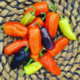 Pippin's Golden Honey Pepper
