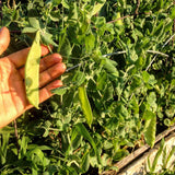 Pois Geant Sans Parchemin (Giant Snow Pea)