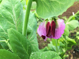 Pois Geant Sans Parchemin (Giant Snow Pea)