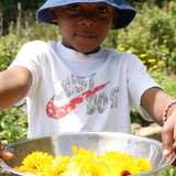 Resina Calendula
