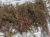 Robuschka Beet