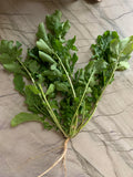 Sicilian Rocket (Arugula)