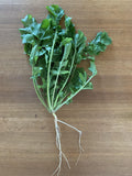 Sicilian Rocket (Arugula)