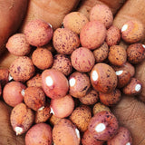 Speckled Bambara Groundnuts