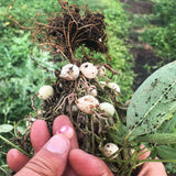Speckled Bambara Groundnuts