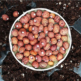 Speckled Bambara Groundnuts