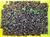 Speckled Bambara Groundnuts