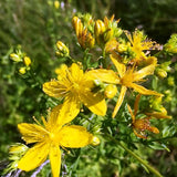 St. John's Wort
