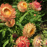 Strawflower