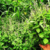 Tulsi, Temperate (Kapoor)