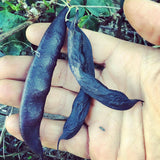 Purple Kingsessing Bean