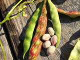 Borlotto green pods