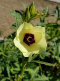 Elinitsa Okra (Greece)