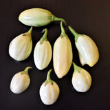 White Garden Egg (Eggplant)