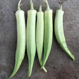 White Velvet Okra