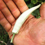 White Velvet Okra
