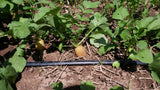 Yellow Carrot-Shaped Radish