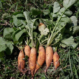 Yellow Carrot-Shaped Radish